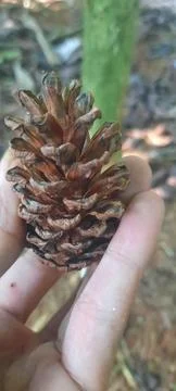 Bunga pinus Foto stock