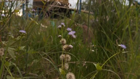 Bunga praxelis Video stock 200839404