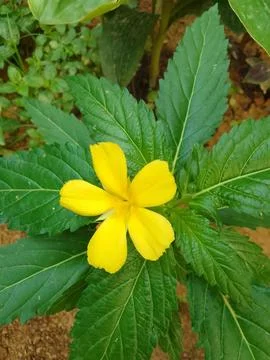 Bunga Pukul Delapan 库存照片