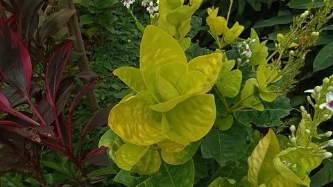 Bunga Puring. Fresh green Codiaeum variagetum leaves. Top view Vídeos de archivo 233468440