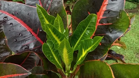 Bunga Puring. Fresh green Codiaeum variagetum leaves. Top view Vídeos de archivo 233468470