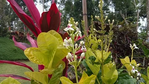 Bunga Puring. Fresh green Codiaeum variagetum leaves. Top view Stock Footage 233468471