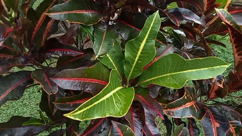 Bunga Puring. Fresh green Codiaeum variagetum leaves. Top view Vídeos de archivo 233468491