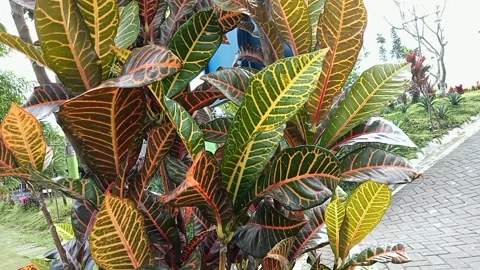 Bunga Puring. Fresh green Codiaeum variagetum leaves. Top view Vídeos de archivo 233468593