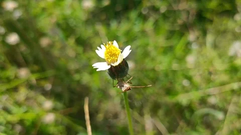 Bunga putih Stock Footage 210135605