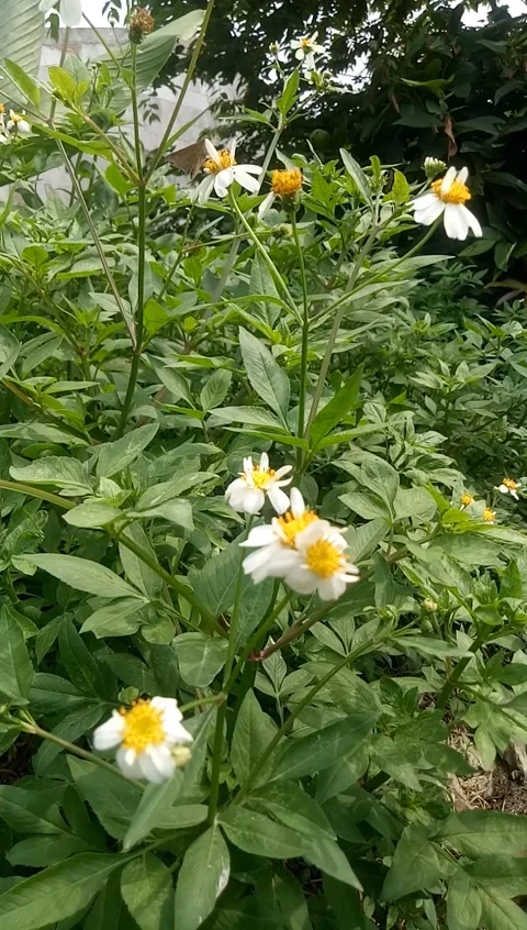 Bunga Putih Tertiup Angin 스톡 동영상 223482967