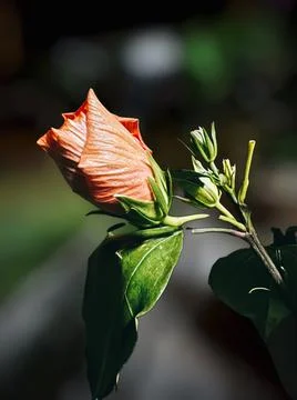 Bunga Raya Stock Photos