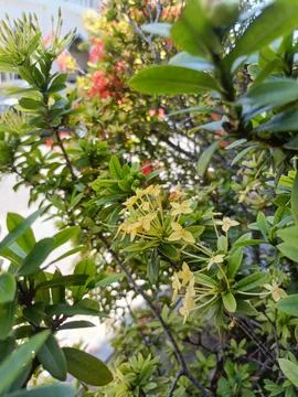 Bunga saka in the garden Stock Photos
