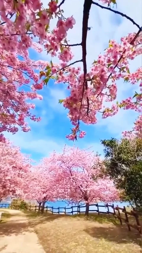 Bunga Sakura 스톡 동영상 223668772