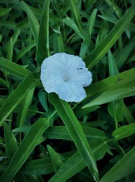 Bunga Sayur Stock Photos