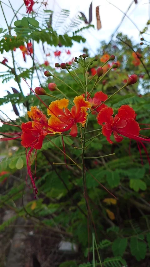 Bunga secang Stock Footage 209141176