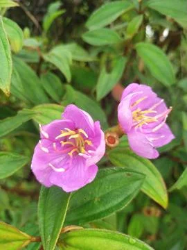 Bunga semak pink Stock Photos