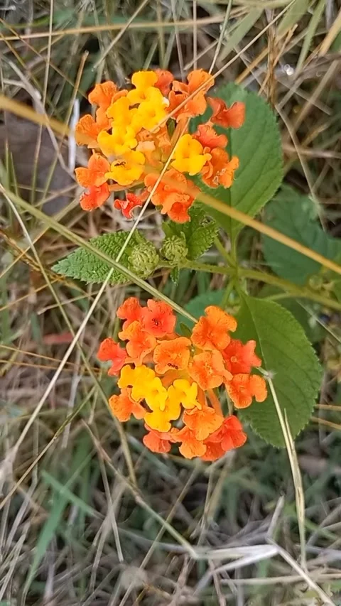 Bunga semut Video stock 208885570