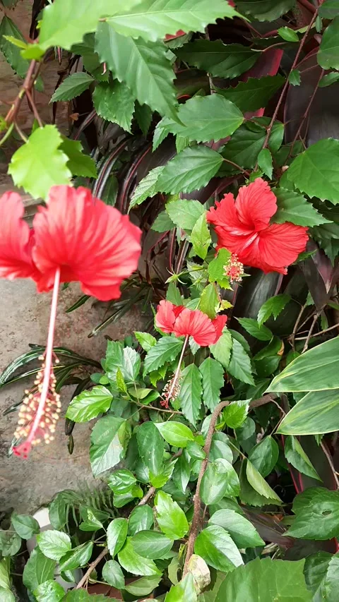 Bunga sepatu Stock Footage 183649207