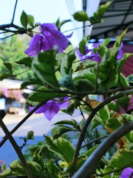 Bunga setaman 写真素材