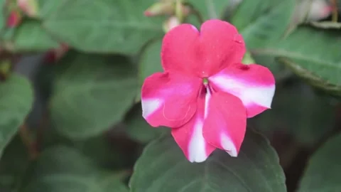 BUNGA TAMAN Stock Footage 205017613