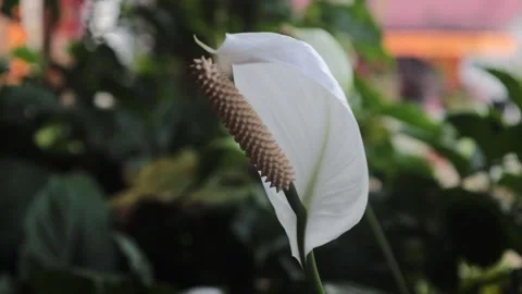 BUNGA TAMAN PUTIH Stock Footage 205017623