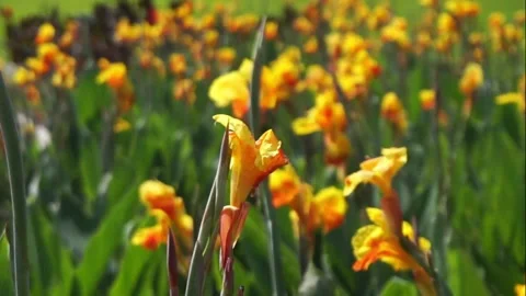 Bunga tasbih Stock Footage 244790802