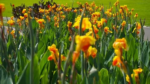 Bunga tasbih Stock Photos
