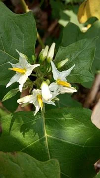 Bunga terong Foto stock