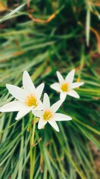 Bunga tulib Stock Photos