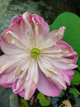 Bunga tulip kecil 库存照片
