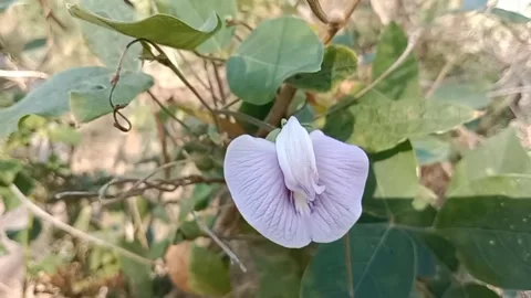 Bunga vagina Video stock 208885712