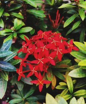 Bunga warna merah Stock Photos