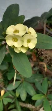 Bunga yang cany 库存照片