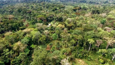 Bungalows in the heart of dense forest Stock Footage 80849409