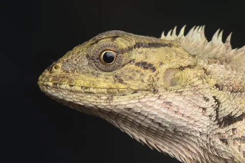 Bunglon  Side View Foto stock