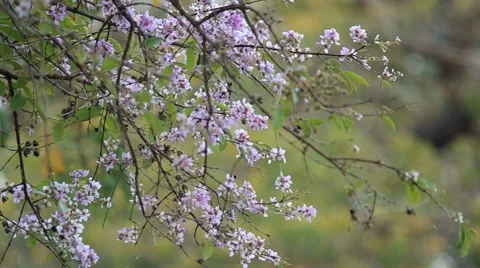 Bungor flowers moving with wind Stock Footage 48348298
