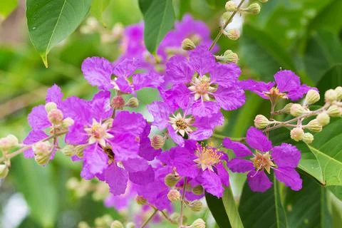Bungor tree flowers Foto stock