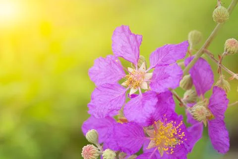 Bungor tree flowers Stock Photos