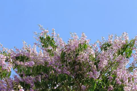 Bungor tree flowers Stock Photos