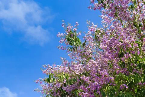 Bungor tree flowers Stock Photos