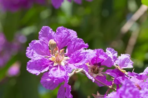 Bungor tree flowers Stock Photos