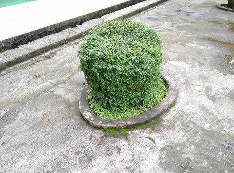 Bungsai Stock Photos