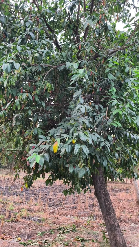Buni Tree With Ripening Fruit Clusters Vídeos de archivo 343988259