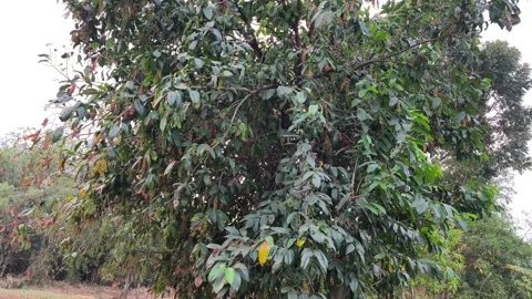 Buni Tree With Ripening Fruit Clusters 스톡 동영상 343988362