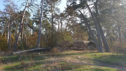 Bunker in the forest. Bunker from the Second World War. Stock Photos