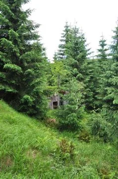 Bunker in the forrest Stock Photos