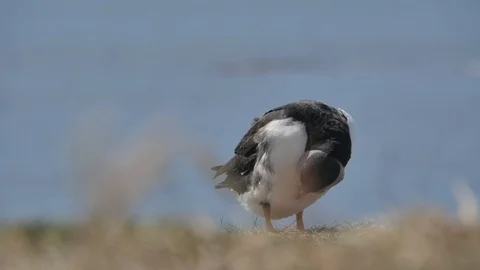 Bunmahon Beach time lapse 스톡 동영상 98482986