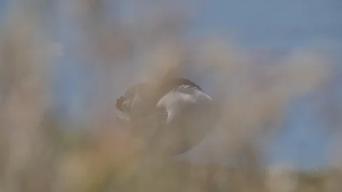 Bunmahon Beach time lapse 스톡 동영상 98482990