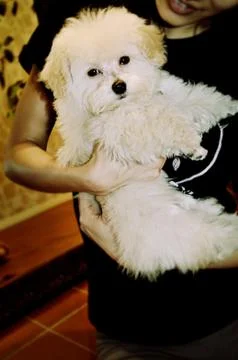 Bunni after a Bath Foto stock
