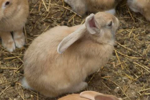 Bunnie Stock Photos