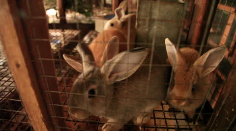 Bunnies in cage from above Stock-Footage 25489175