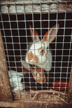 Bunnies in a cage Stock Photos