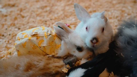 Bunnies dressed for Easter. Stock Footage 121352690