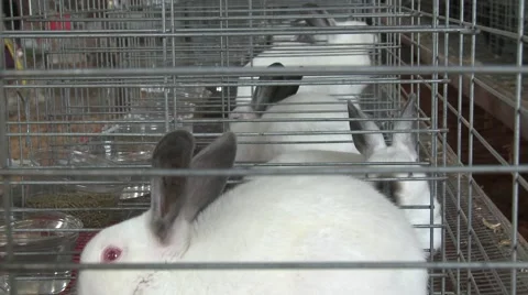 Bunnies at the fair Stock Footage 54263700